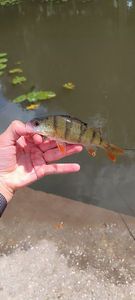 European Perch