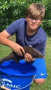 Common Bream