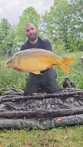 Mirror Carp