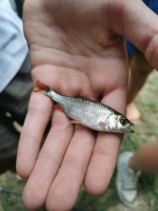 Roach