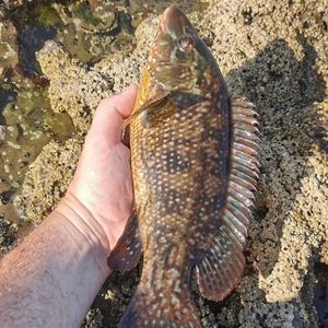 Ballan Wrasse