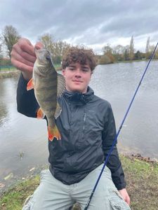 European Perch
