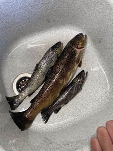 Brown Trout