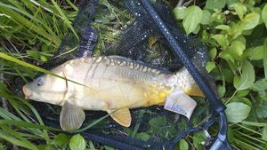Mirror Carp