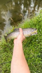 Brown Trout