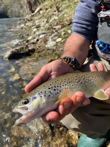 Brown Trout