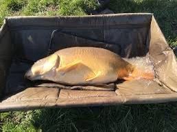 Leather Carp