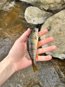European Perch