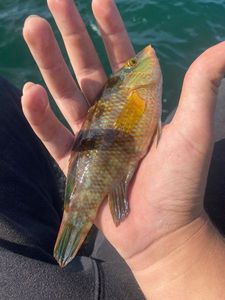Ballan Wrasse