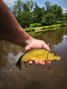 Tench