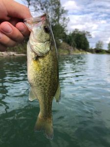 Smallmouth Bass