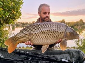 Common Carp