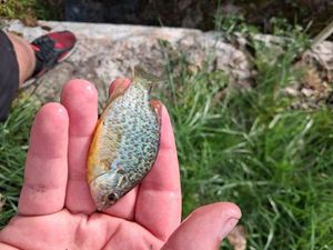 Pumpkinseed