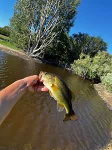 Largemouth Bass