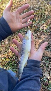 Brown Trout