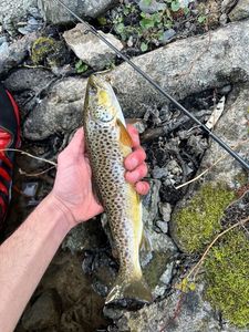 Brown Trout