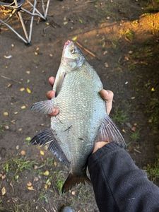 Common Bream