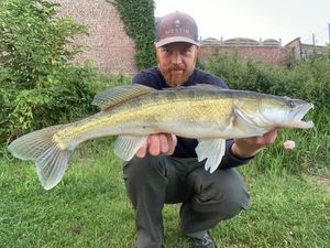 Zander