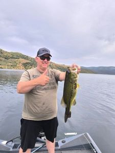 Largemouth Bass