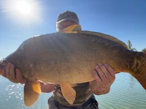 Mirror Carp