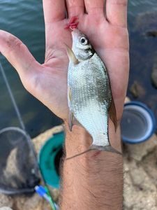 Common Bream