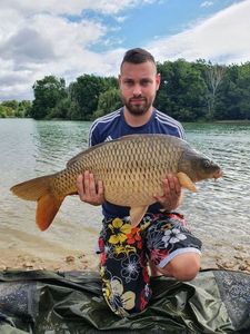 Common Carp