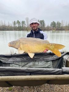 Mirror Carp