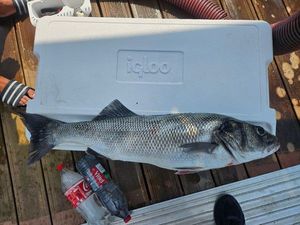 European Bass (Seabass)