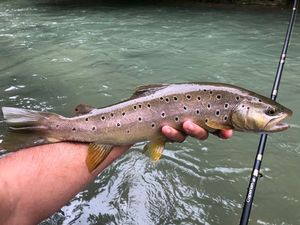 Brown Trout