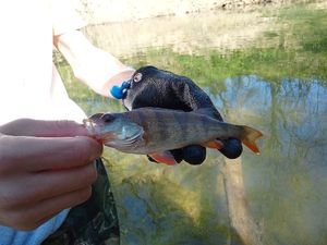 European Perch
