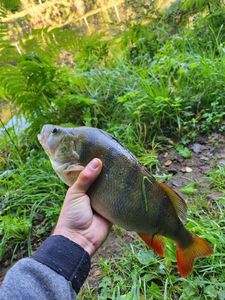 European Perch