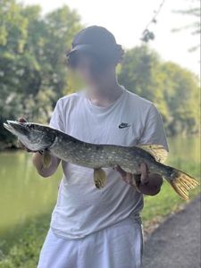 Northern Pike