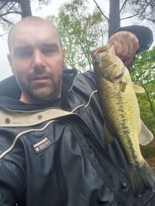 Largemouth Bass