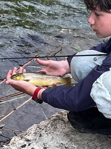 Brown Trout