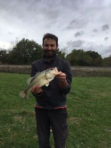 Largemouth Bass
