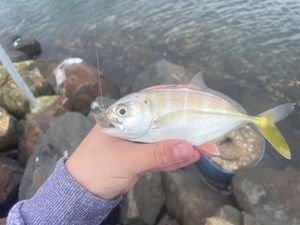 Bigeye Trevally