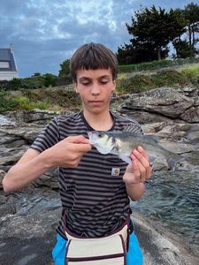 European Bass (Seabass)