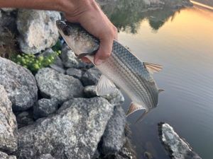 Leaping Mullet