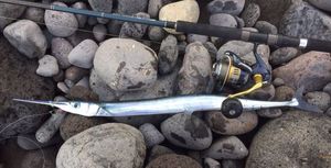 Garfish