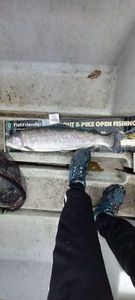 Rainbow Trout