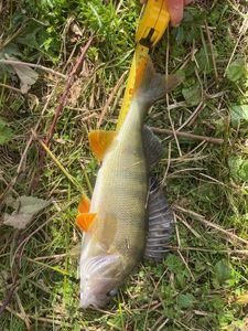 Yellow Perch