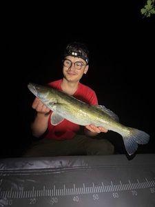 Zander