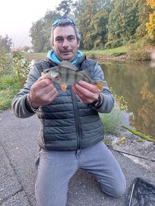 European Perch