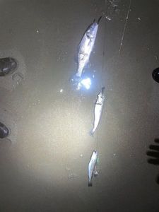 European Bass (Seabass)