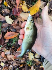 European Perch