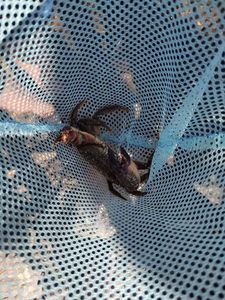 Brown Crab