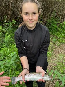 Rainbow Trout