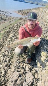 Zander
