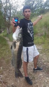 Zander