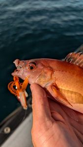 Cuckoo Wrasse